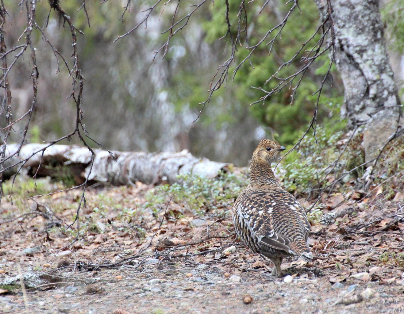 Valokuvaaja: Irja Lehtinen