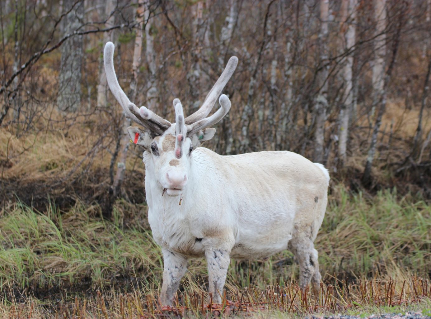 Valokuvaaja: Irja Lehtinen