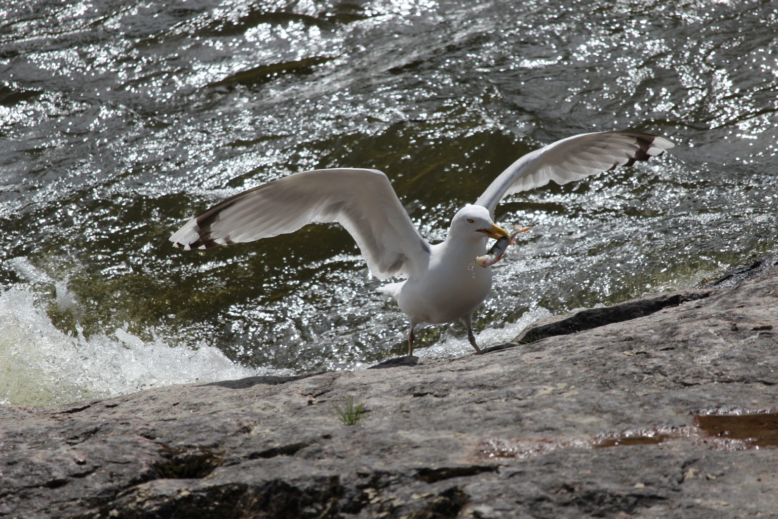 Valokuvaaja: Kirsi-Marja Joenpolvi