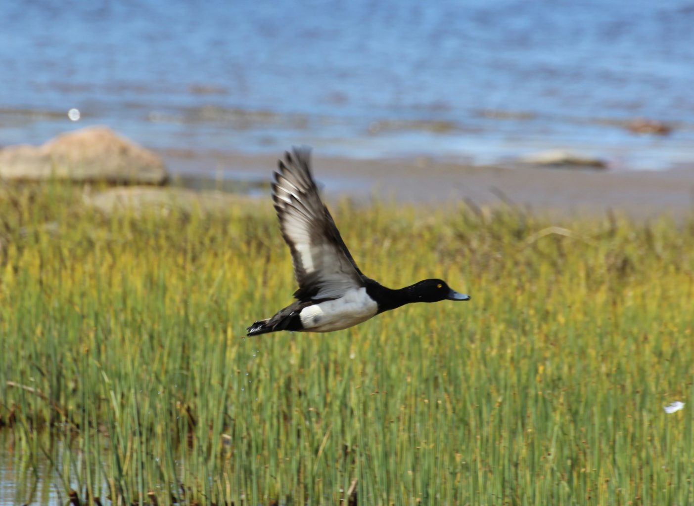 Valokuvaaja: Irja lehtinen