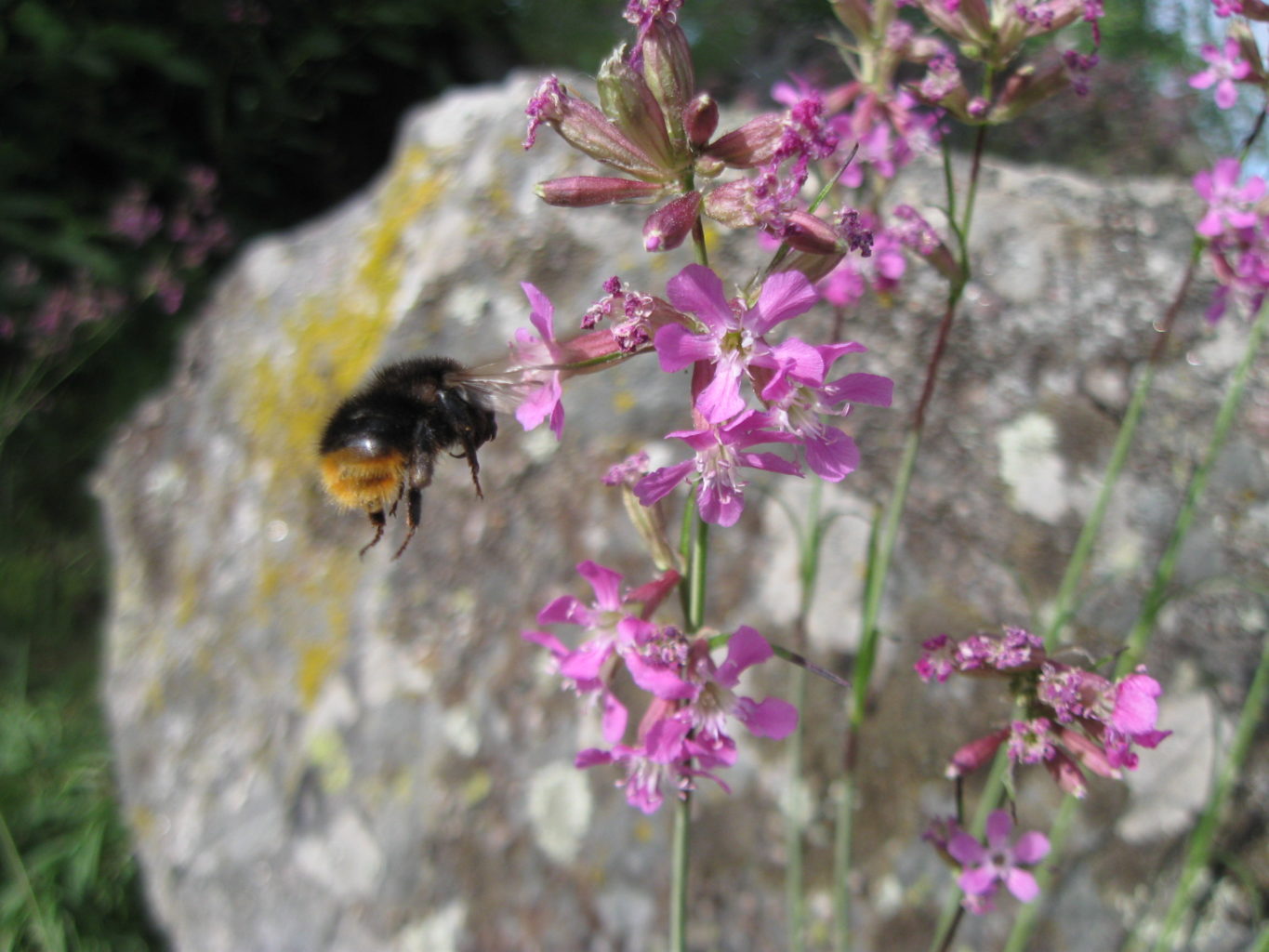 Valokuvaaja: Risto Kangassalo Valokuvaaja: Risto Kangassalo