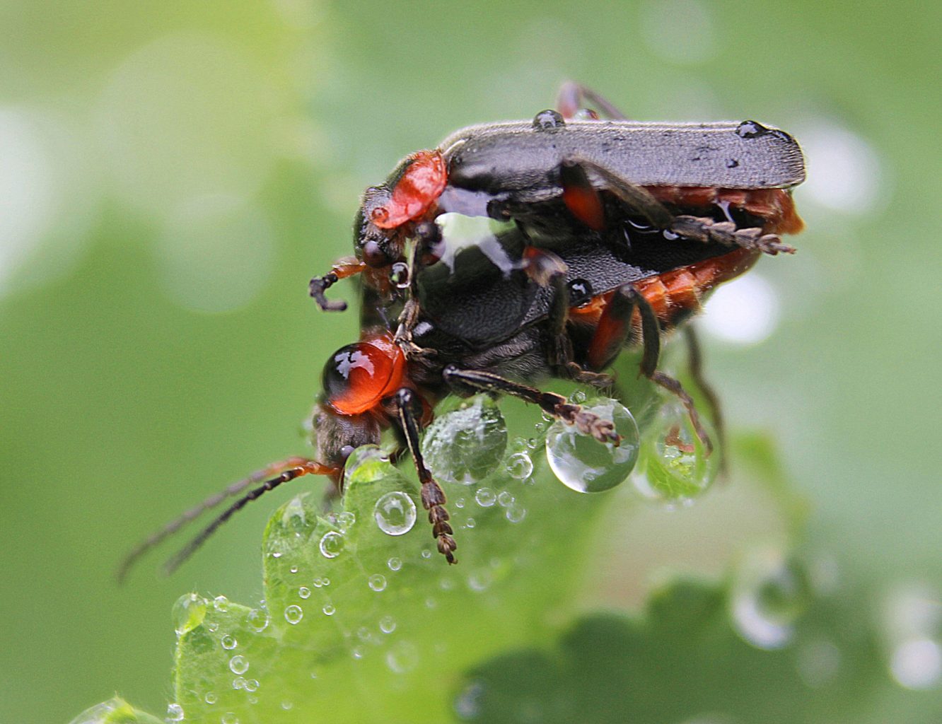 Valokuvaaja: Irja lehtinen