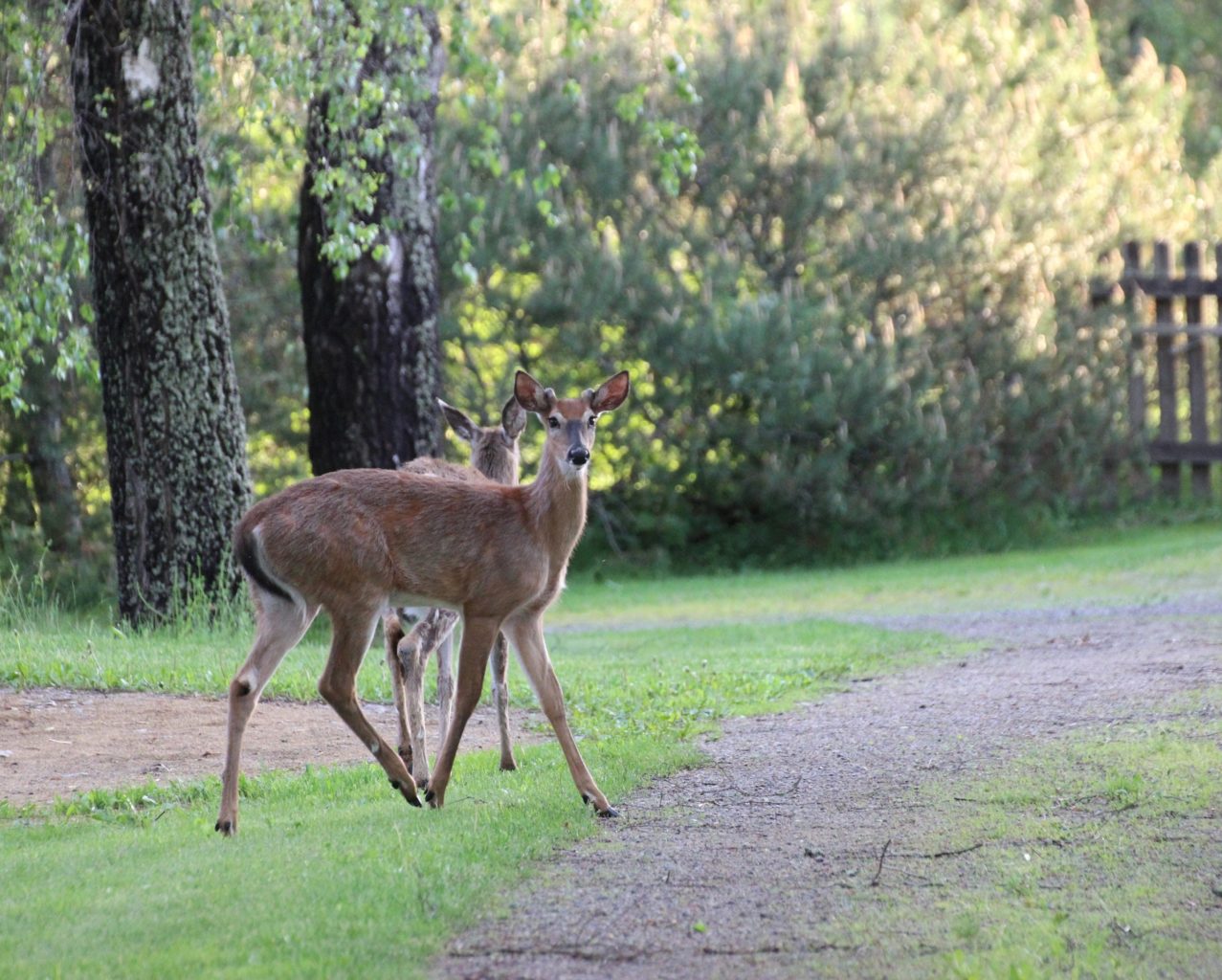Valokuvaaja: Irja Lehtinen