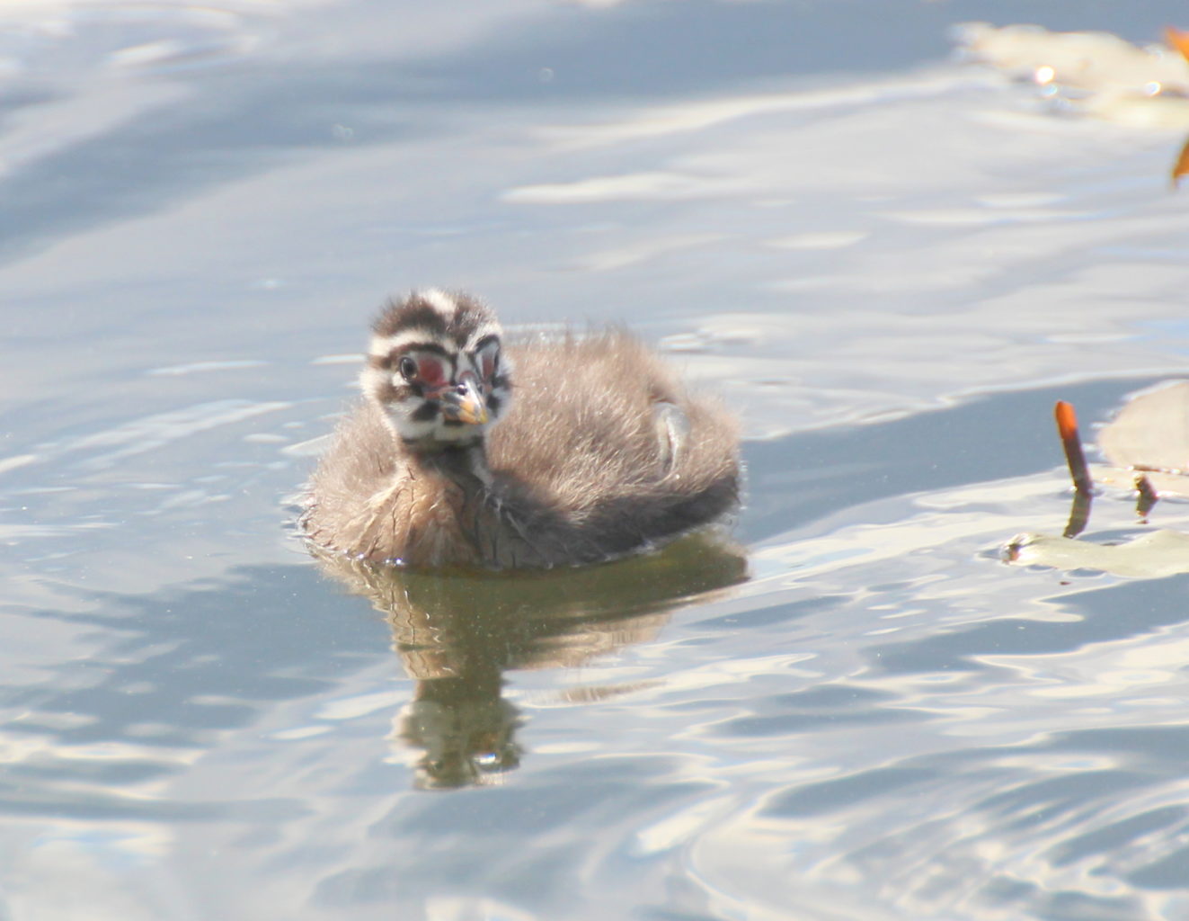 Valokuvaaja: Irja lehtinen Valokuvaaja: Irja lehtinen
