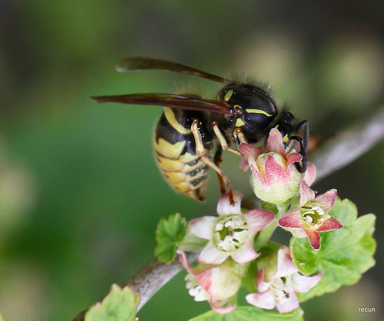 Valokuvaaja: Reijo Lehtonen Valokuvaaja: Reijo Lehtonen