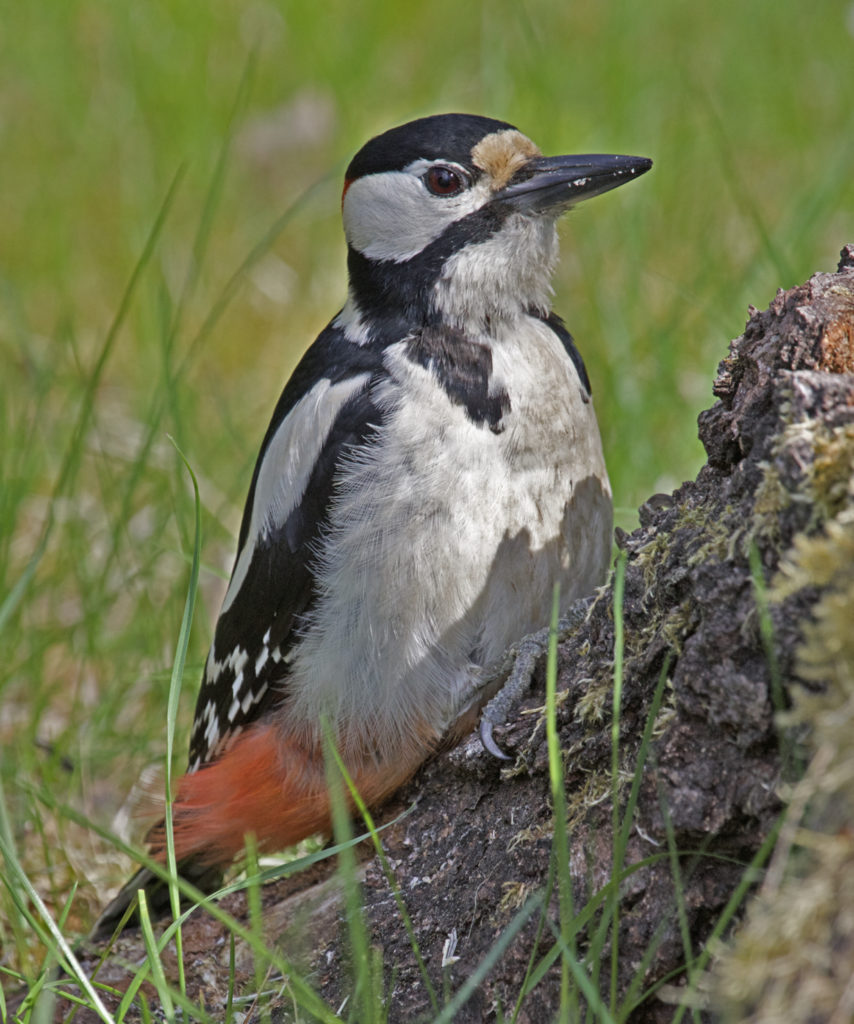 Valokuvaaja: Jarmo Sillanpää