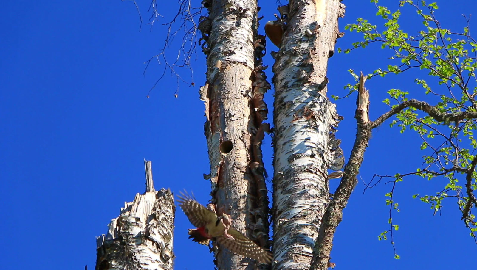 Valokuvaaja: Simon Wylie