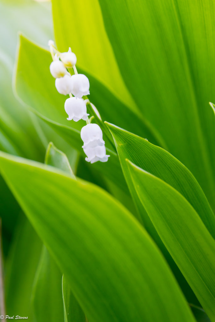 Valokuvaaja: Paul Stevens