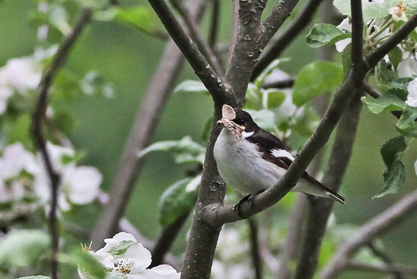 Valokuvaaja: Päivi Punta