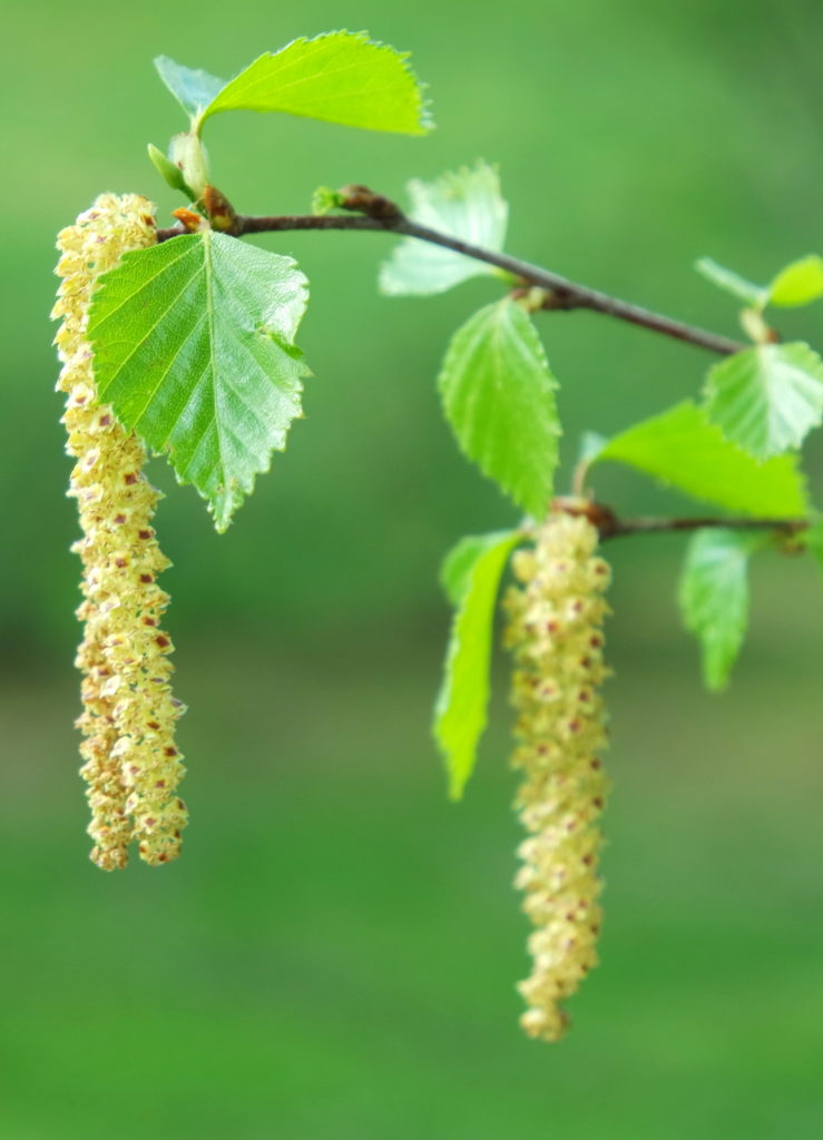Valokuvaaja: Kalle Asikainen