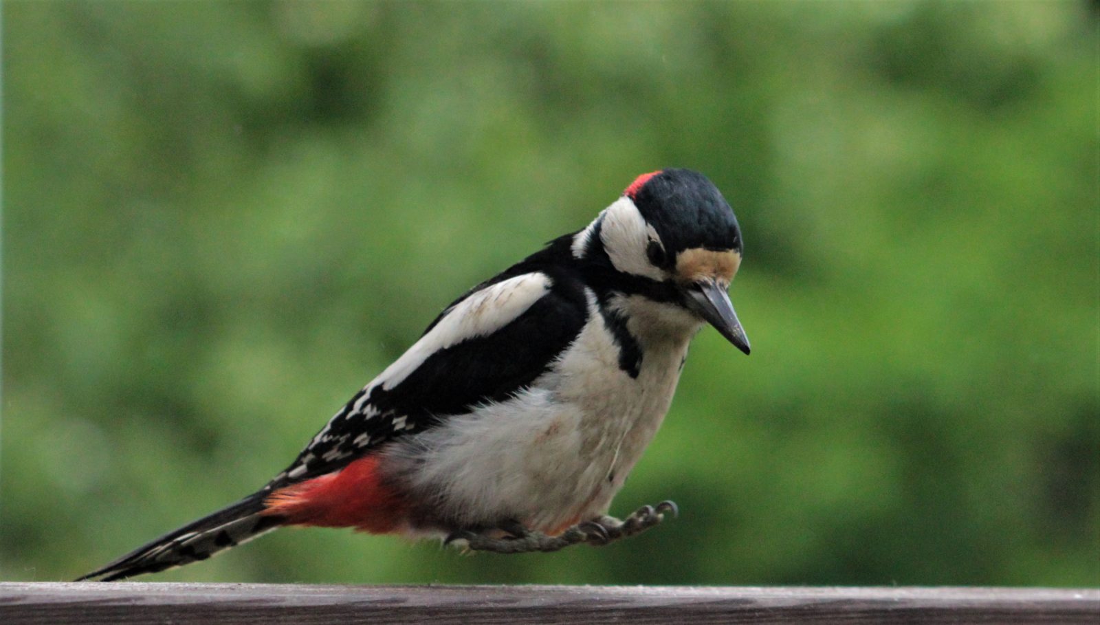 Valokuvaaja: Pirjo Hokkanen Valokuvaaja: Pirjo Hokkanen