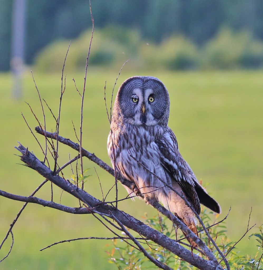 Valokuvaaja: Tuula Pirnes Valokuvaaja: Tuula Pirnes