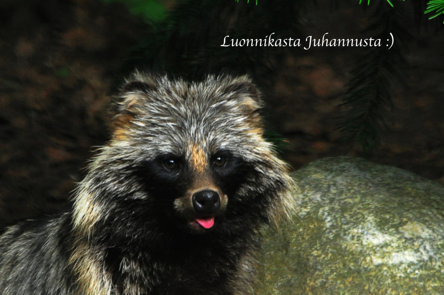 Valokuvaaja: Jenni Merilä