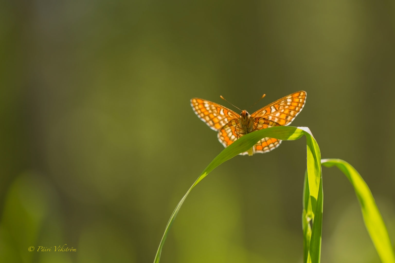 Valokuvaaja: Päivi Vikström Valokuvaaja: Päivi Vikström