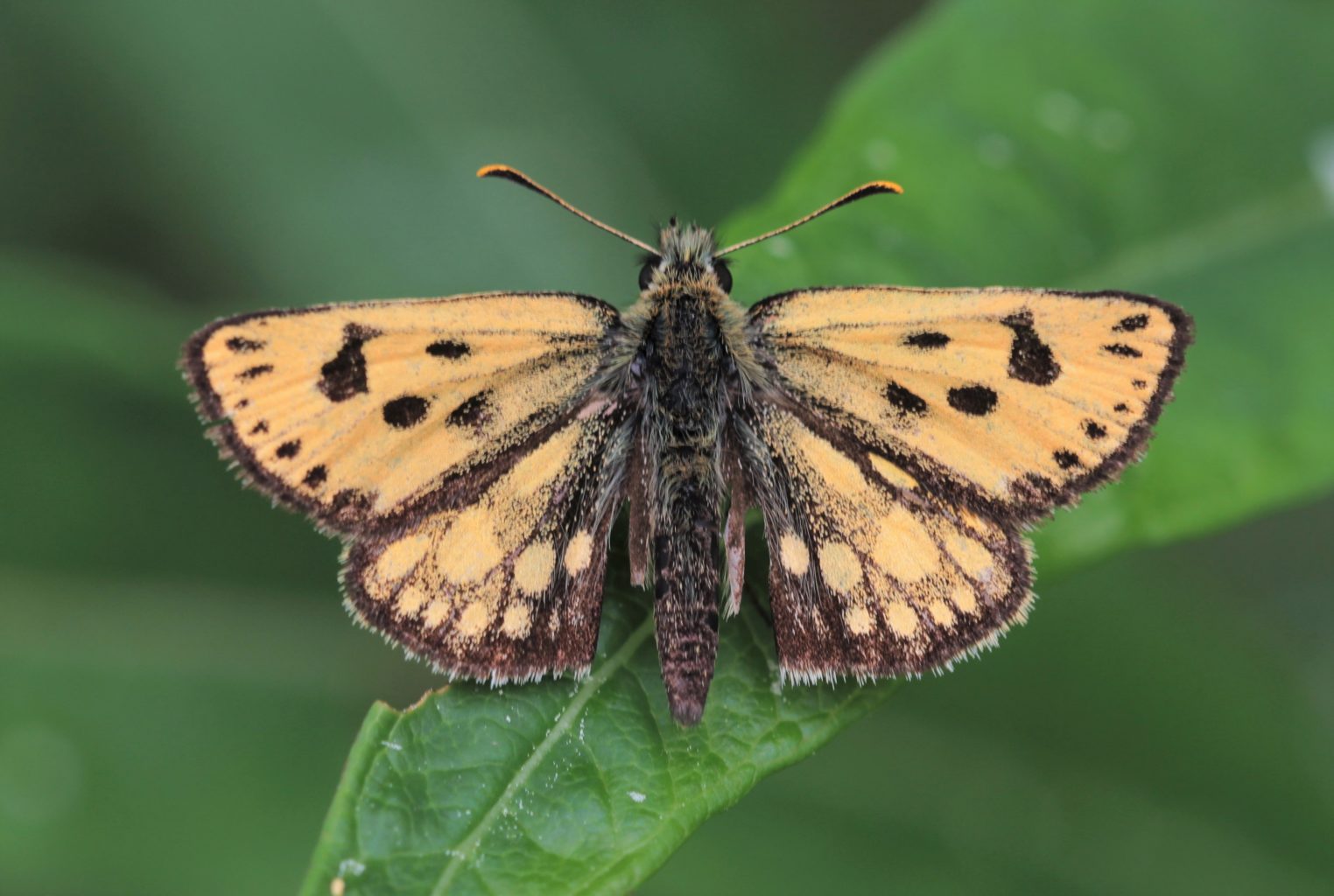 Valokuvaaja: Pirjo Hokkanen Valokuvaaja: Pirjo Hokkanen