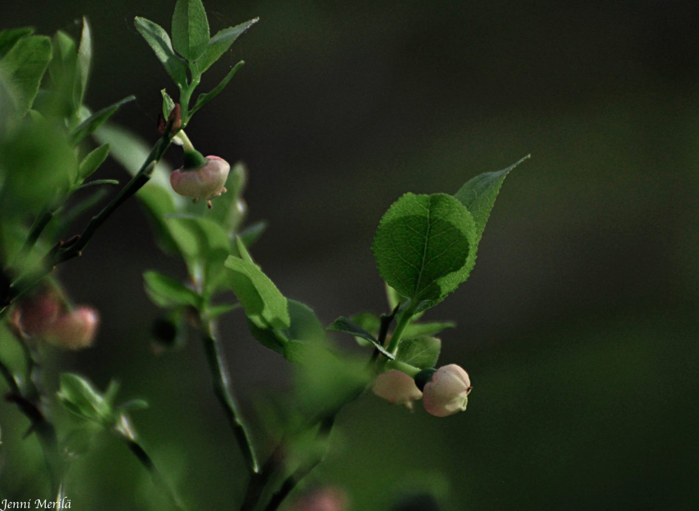 Valokuvaaja: Jenni Merilä