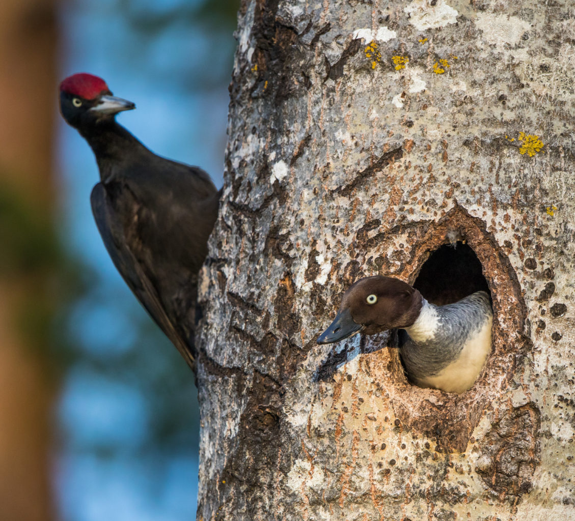 Valokuvaaja: Jukka Risikko Valokuvaaja: Jukka Risikko
