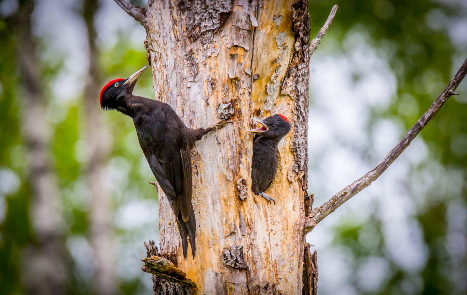 Valokuvaaja: Timo Honkanen