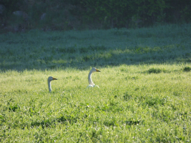 Valokuvaaja: Hannu Rissanen