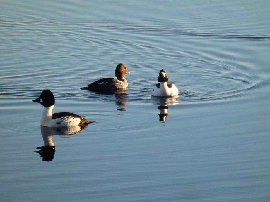 Valokuvaaja: Antti Mattanen