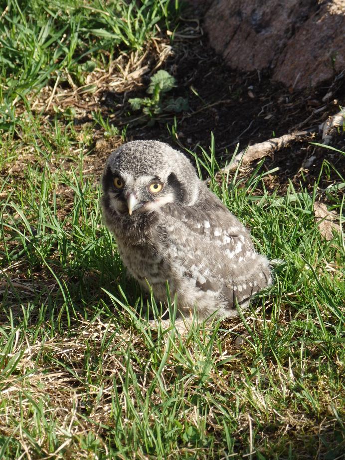 Valokuvaaja: Antti Mattanen