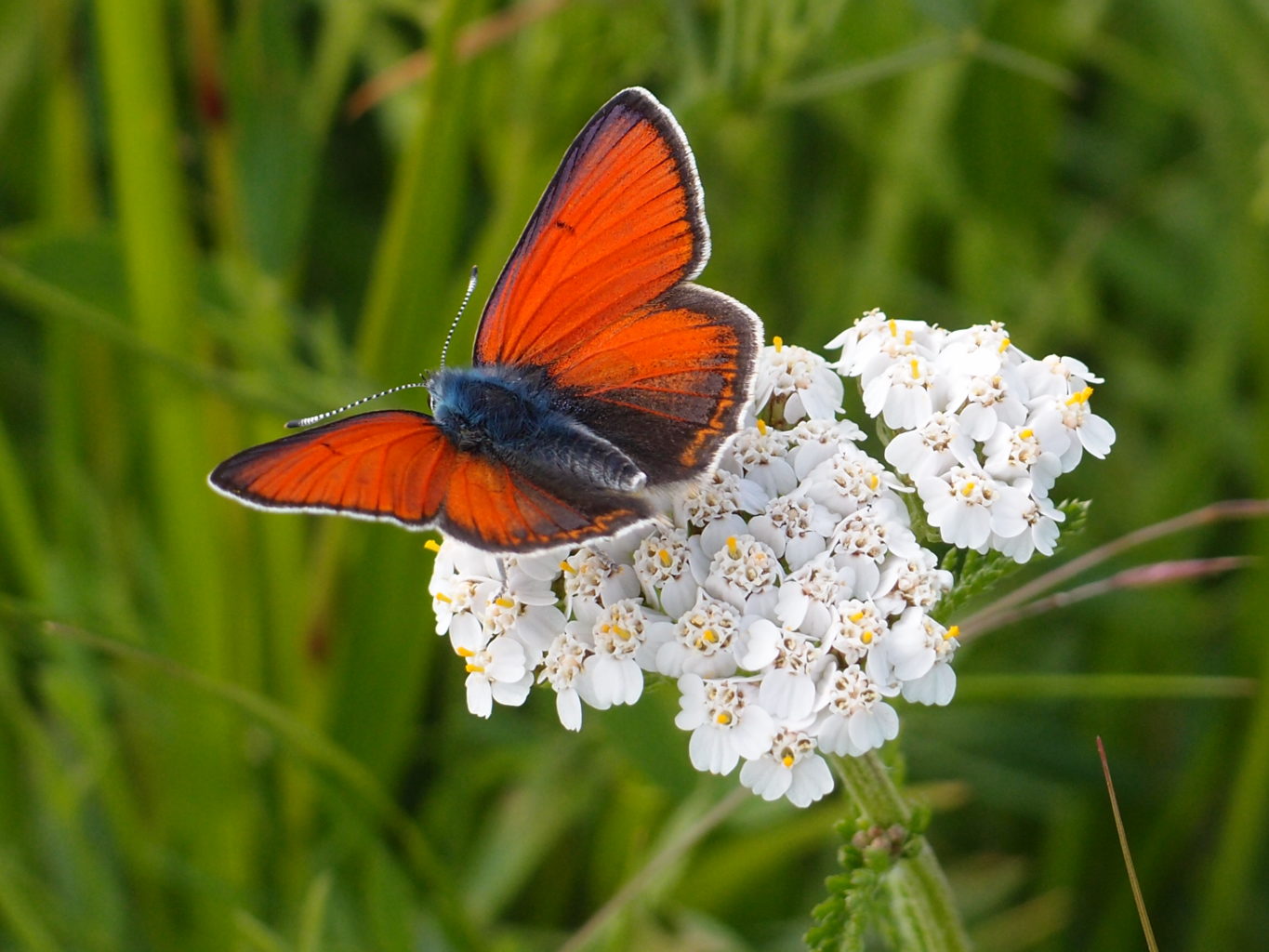 Valokuvaaja: Risto Kangassalo