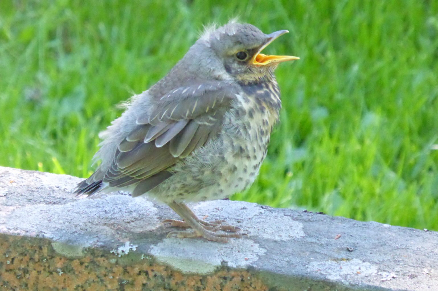 Valokuvaaja: Kalle Asikainen