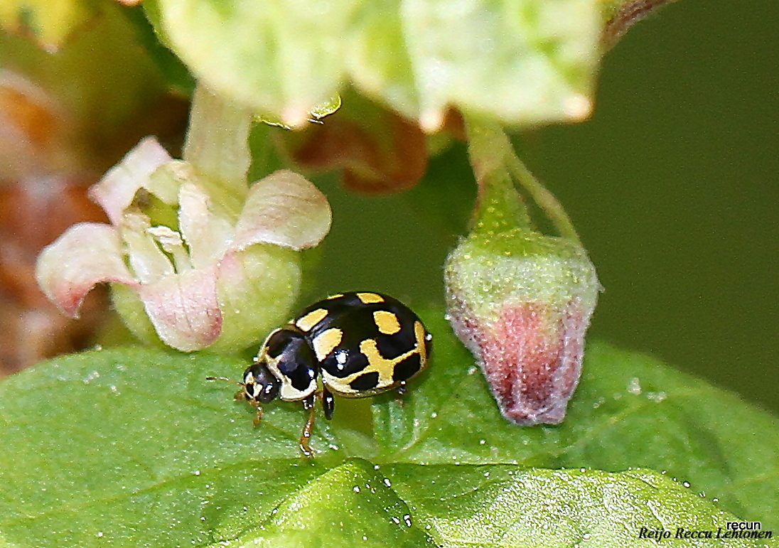 Valokuvaaja: reijo lehtonen