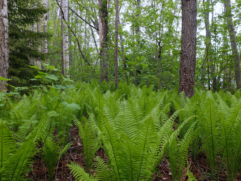 Valokuvaaja: Hannu Rasiranta