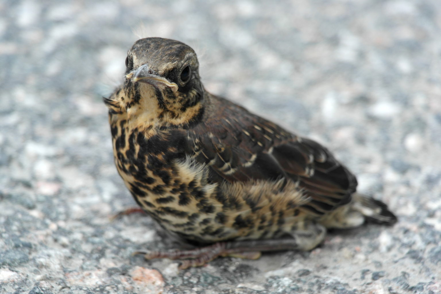 Valokuvaaja: Seija Allonen