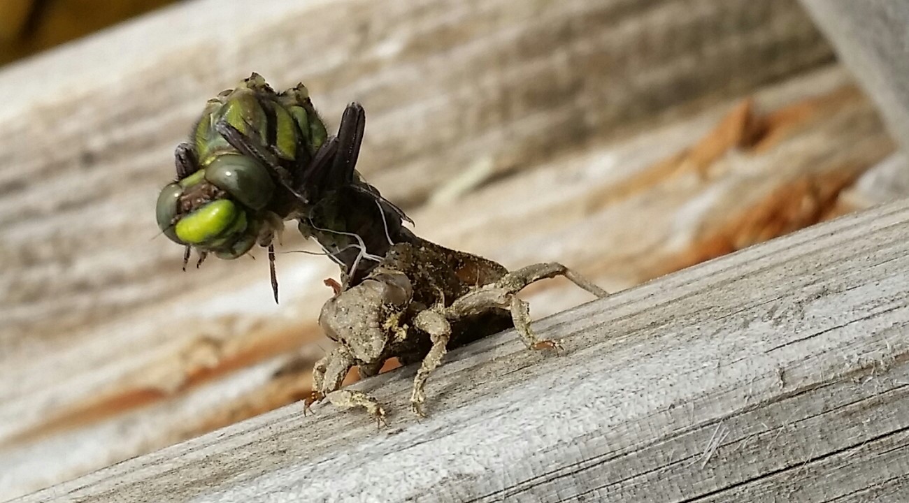 Valokuvaaja: Osmo Kemppi
