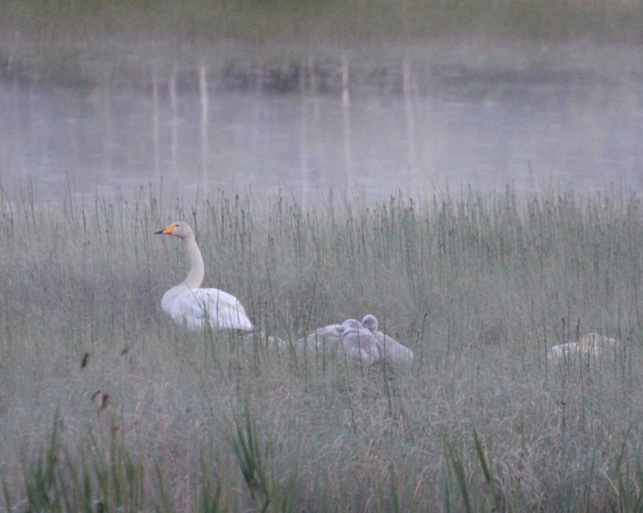 Valokuvaaja: Irja Lehtinen