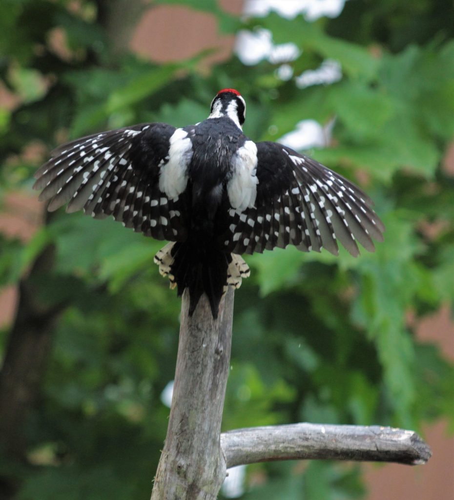 Valokuvaaja: Pirjo Hokkanen