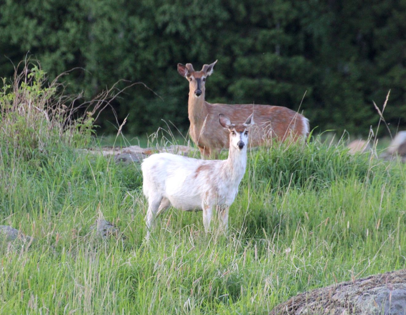 Valokuvaaja: Irja Lehtinen