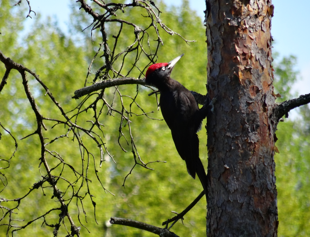 Valokuvaaja: Liisa Niiva-Korpela