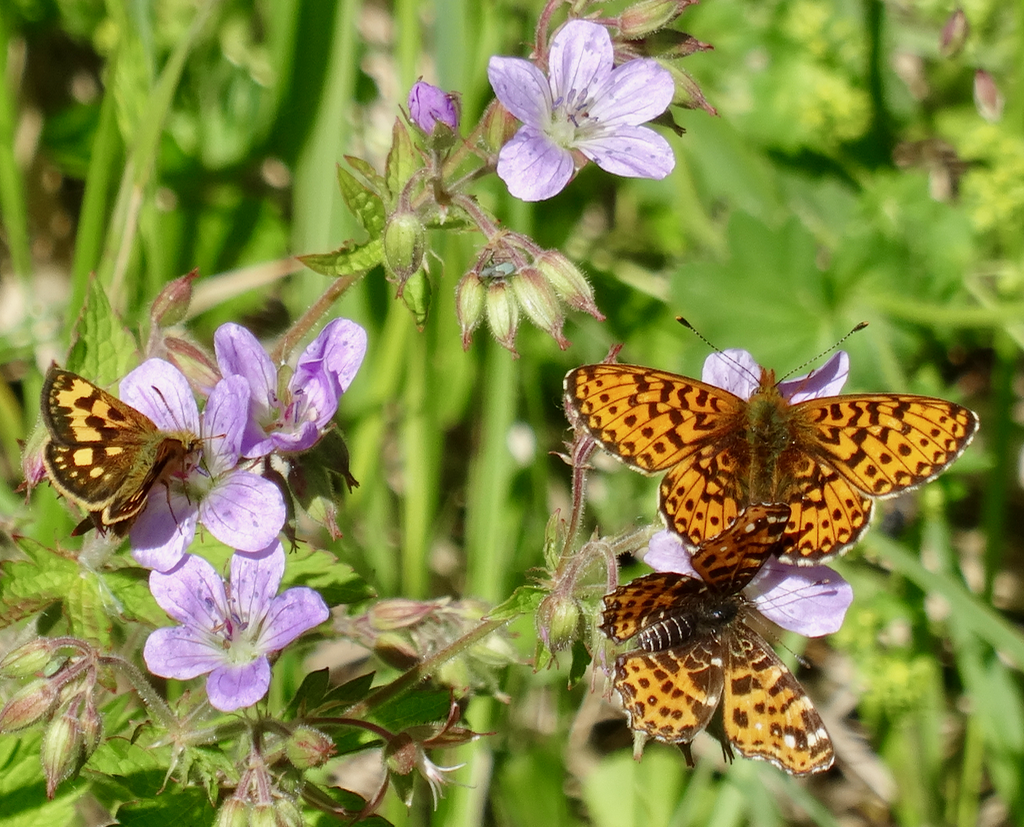 Valokuvaaja: Liisa Niiva-Korpela Valokuvaaja: Liisa Niiva-Korpela