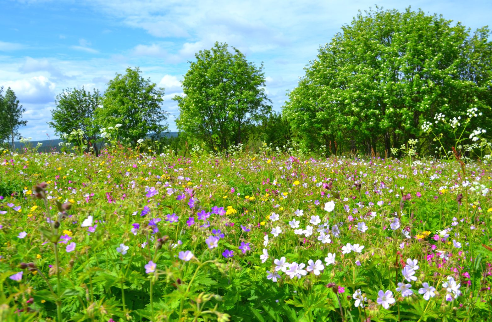 Valokuvaaja: Leena Rissanen