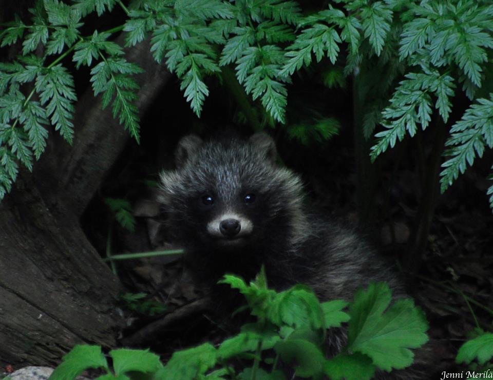 Valokuvaaja: Jenni Merilä