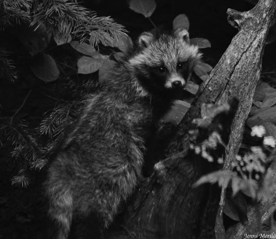 Valokuvaaja: Jenni Merilä