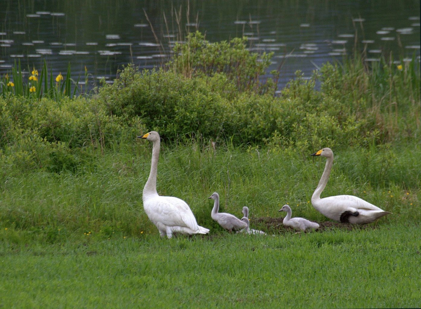 Valokuvaaja: Sirpa Jyske