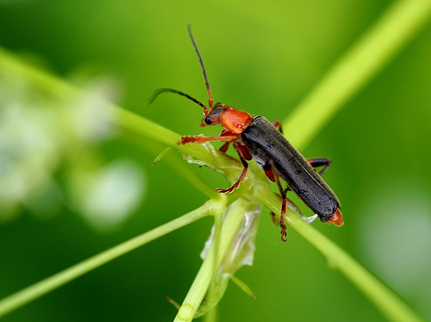 Valokuvaaja: Sirpa Jyske