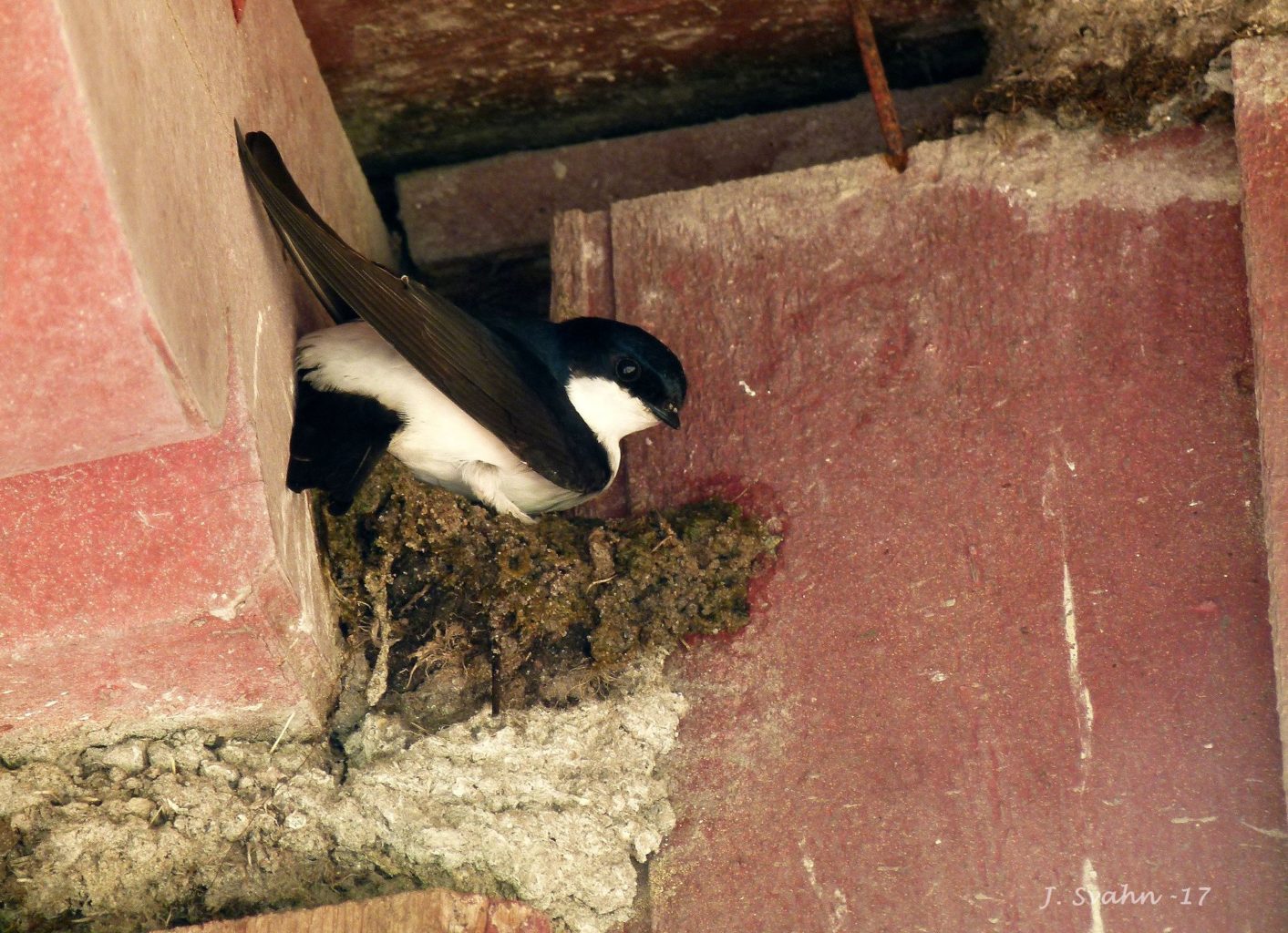 Valokuvaaja: Jaana Svahn