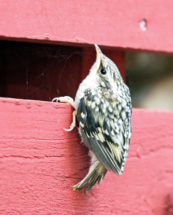 Valokuvaaja: Seppo Kalliomäki