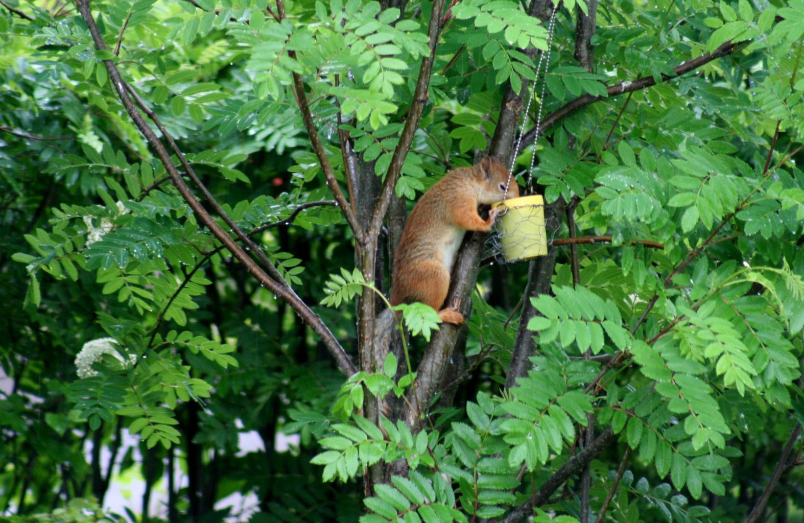 Valokuvaaja: Pirkko Siukonen