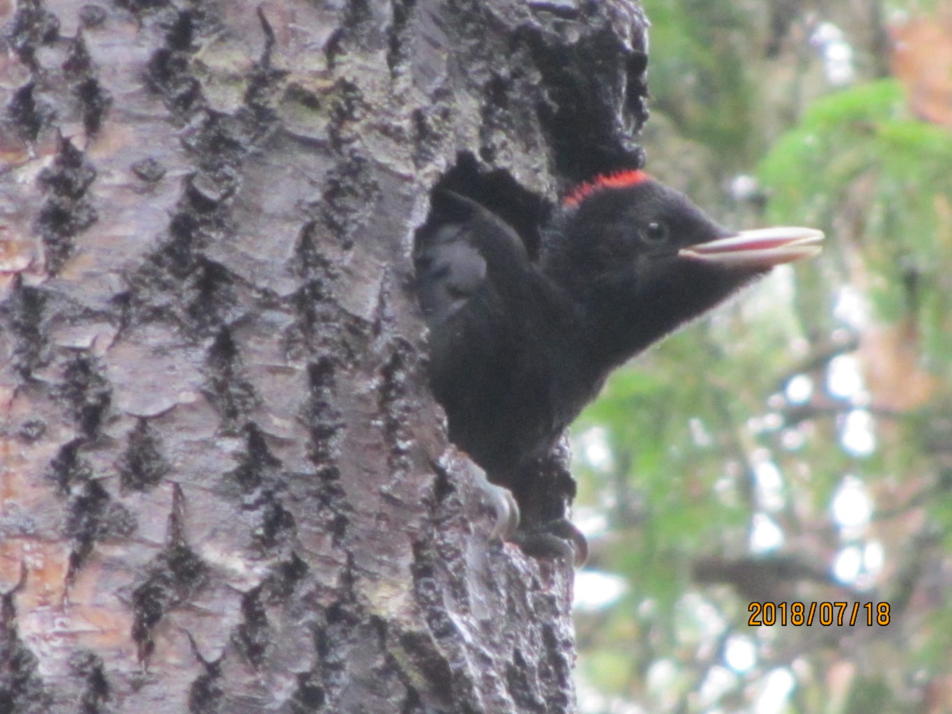 Valokuvaaja: yrjo lukkari