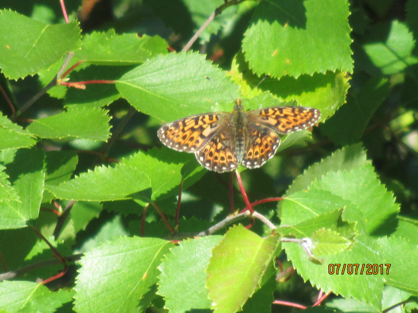 Valokuvaaja: yrjo lukkari Valokuvaaja: yrjo lukkari