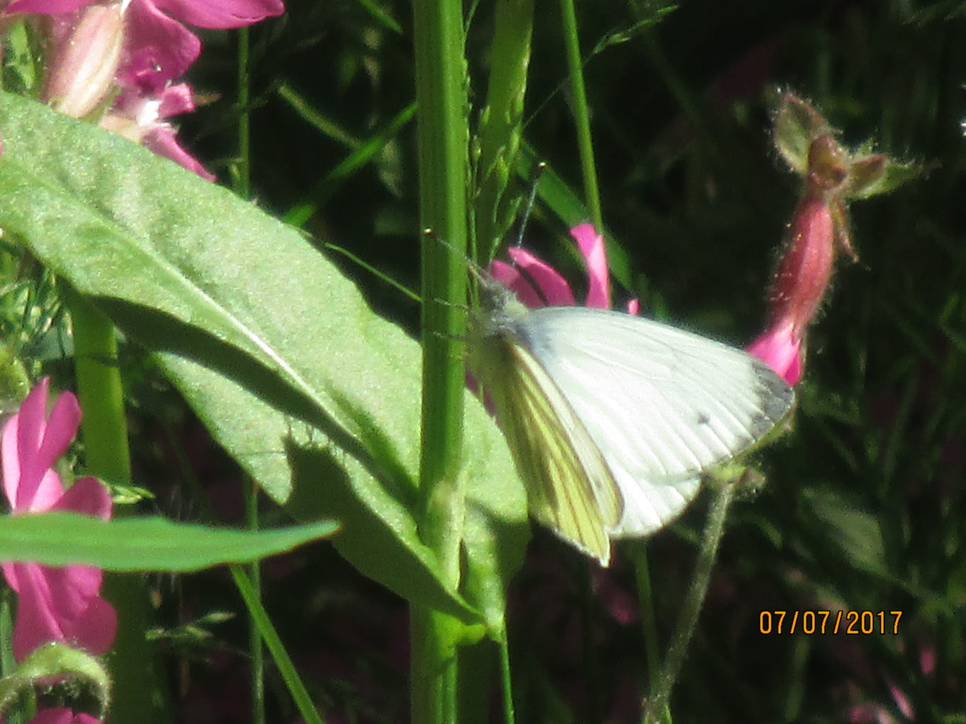 Valokuvaaja: yrjo lukkari