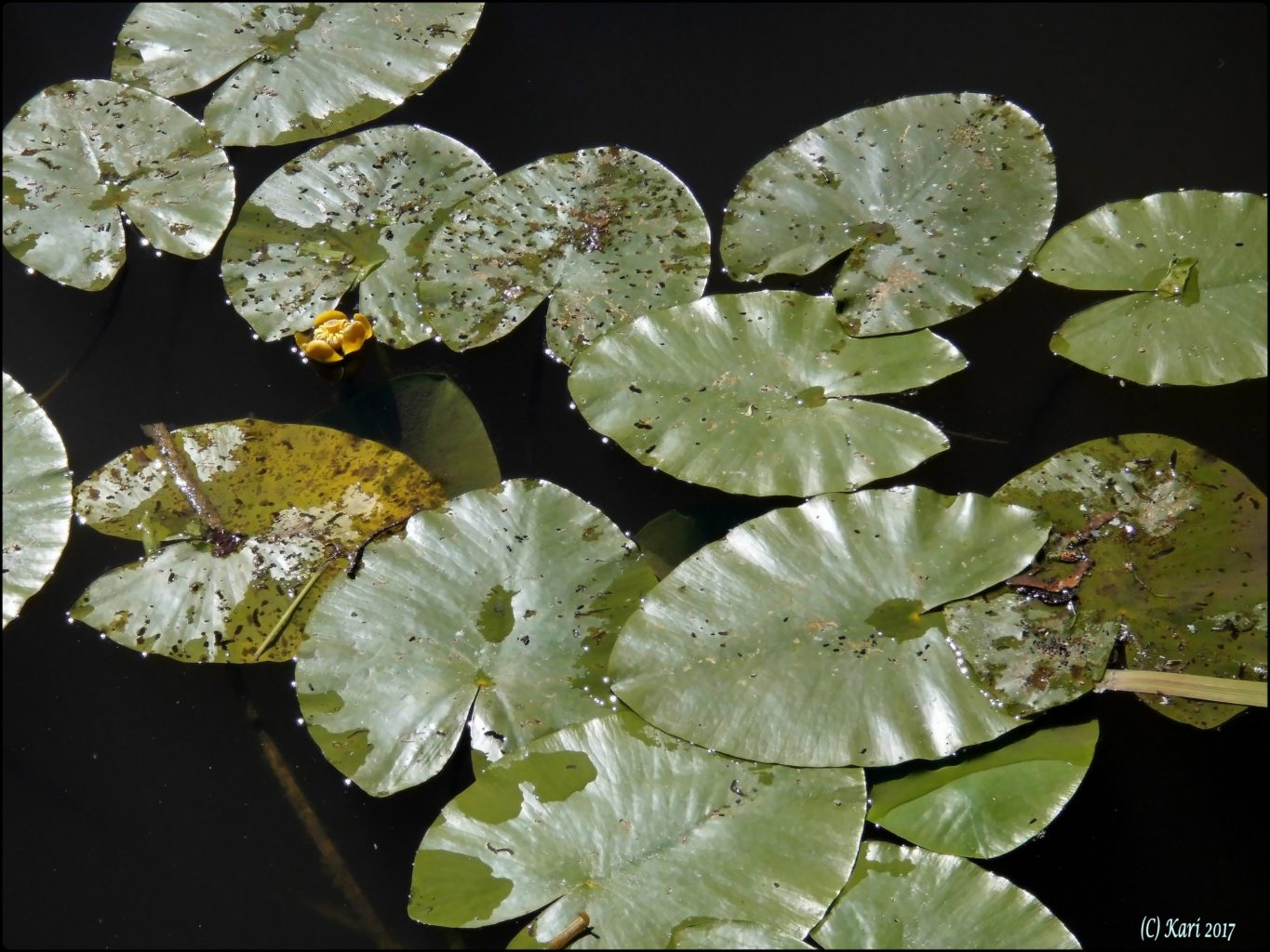 Valokuvaaja: Kari Saarinen