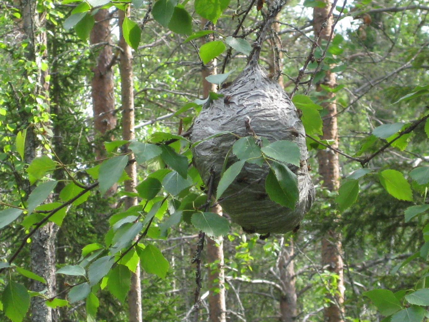 Valokuvaaja: yrjo lukkari