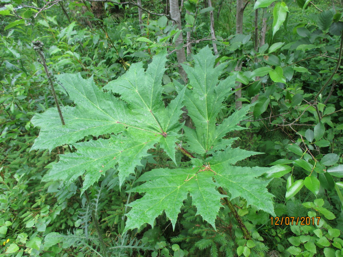 Valokuvaaja: yrjo lukkari